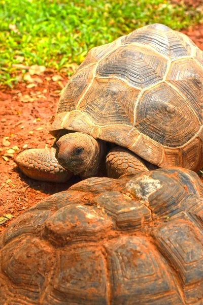 Crawling tortoise in the nature — Stock Photo, Image