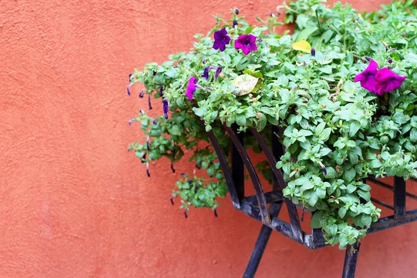 Bloemen paars en oranje muren. — Stockfoto