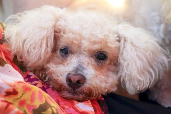 Close up of dog poodle. — Stock Photo, Image