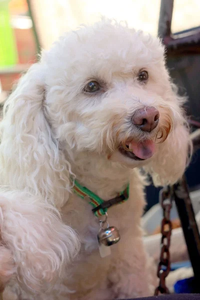 Close up of dog poodle. — Stock Photo, Image