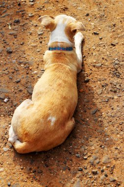 köpek yalan yere çömeldi.