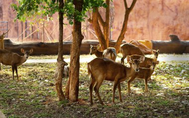 doğada Sika geyiği
