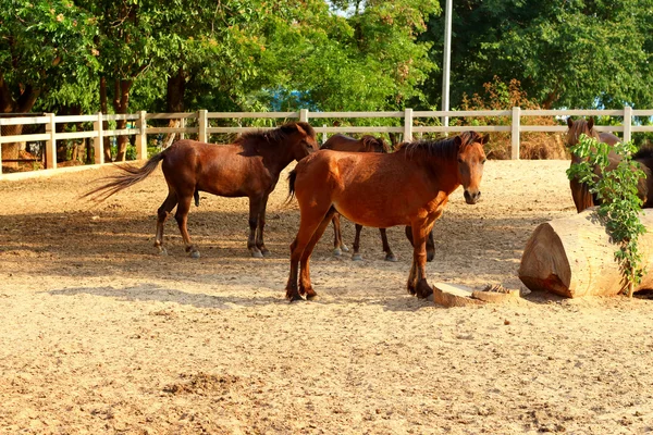 Άλογα σε μια εκμετάλλευση — Φωτογραφία Αρχείου