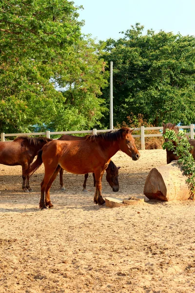 Cavalos em uma fazenda — Fotografia de Stock