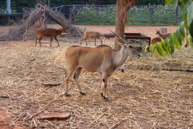 Springbok Hayvanat Bahçesi