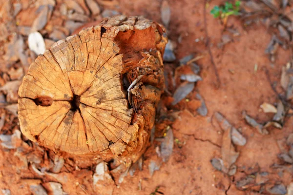 自然の中で木の切り株 — ストック写真