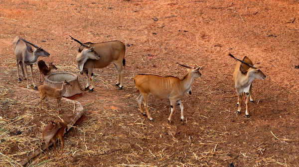 Springbok dans le zoo — Photo