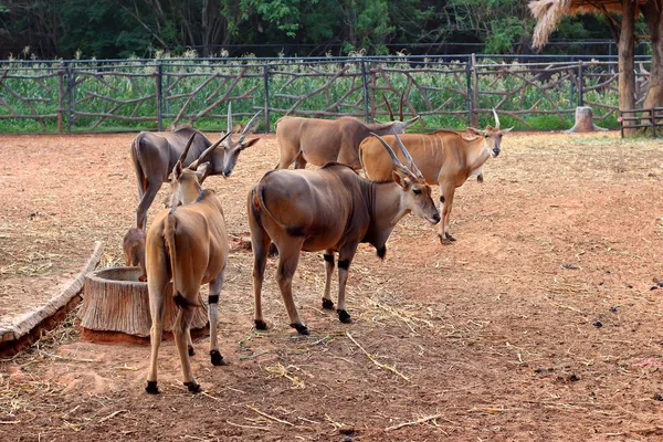 Springbok in the zoo — Stock Photo, Image