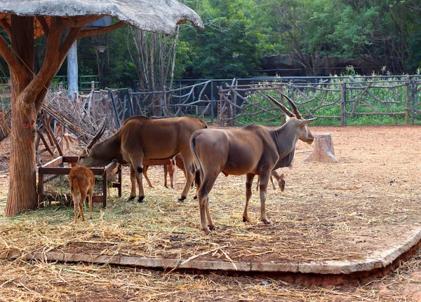 Springbok in the zoo — Stock Photo, Image