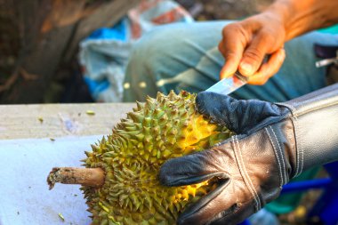 Durian meyvesi pazarda