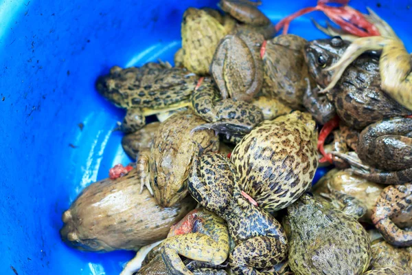 Dużo żab na sprzedaż — Zdjęcie stockowe