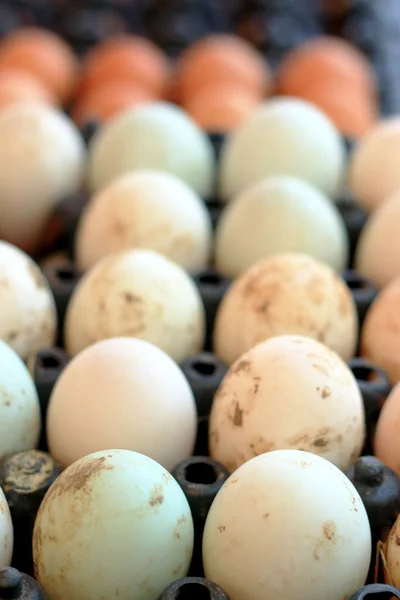 Яйца белой утки в лотке — стоковое фото