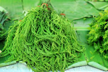 Akasya pennata Tay taze Pazar