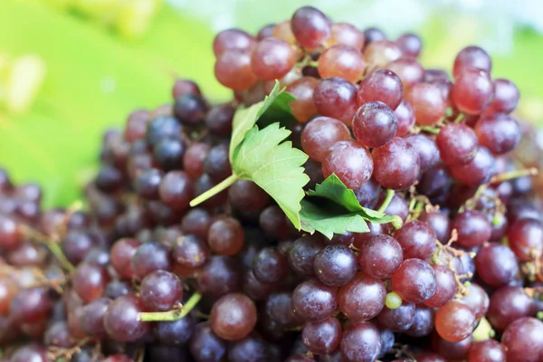 Uvas frescas no mercado — Fotografia de Stock