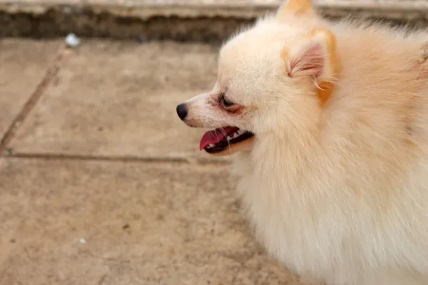 Cão pomerano branco — Fotografia de Stock