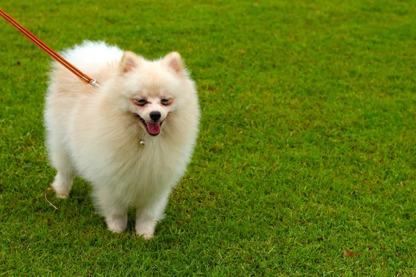 Cão pomerano branco — Fotografia de Stock