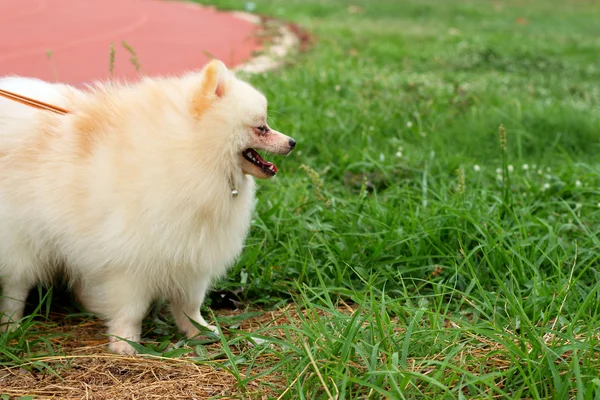 Perro pomerano blanco — Foto de Stock