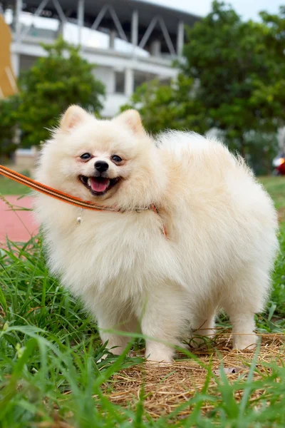 Cão pomerano branco — Fotografia de Stock