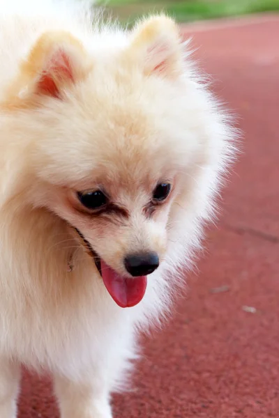 Cão pomerano branco — Fotografia de Stock