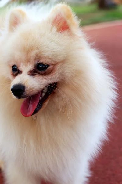 White pomeranian dog