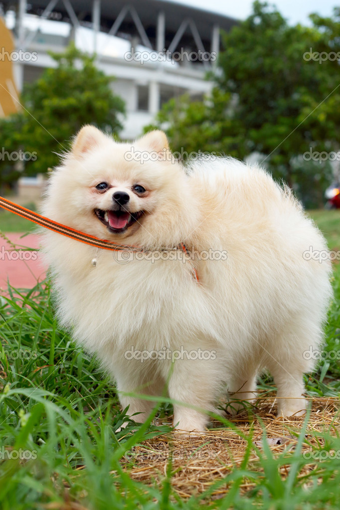 perro Pomerania blanco — Fotos de Stock © oilslo 46729545
