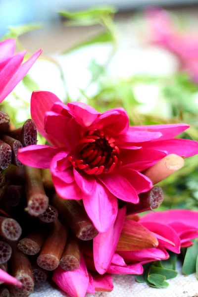 Pink lotus — Stock Photo, Image