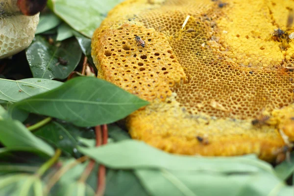 Gros plan de miel frais en nid d'abeille — Photo