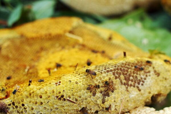 Close up of fresh honey in honeycomb