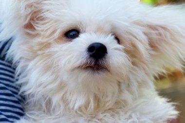 bir kaniş köpek tutan bir çocuk.