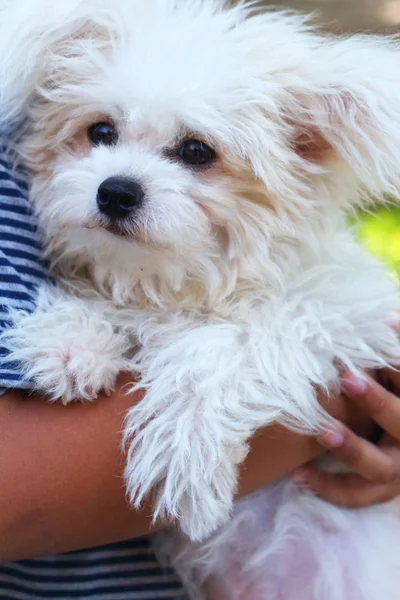 Bir kaniş köpek tutan bir çocuk. — Stok fotoğraf