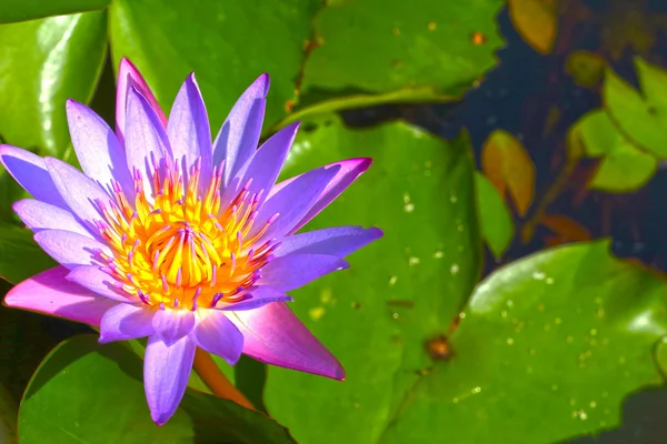 Lotus purple flower in the nature — Stock Photo, Image
