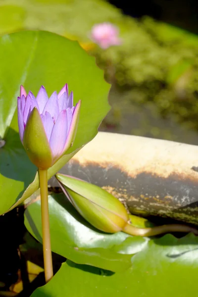 Paarse lotusbloem in de natuur — Stockfoto