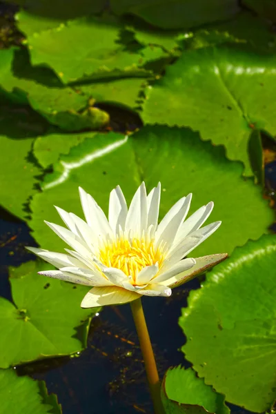 Witte lotusbloem in de natuur — Stockfoto