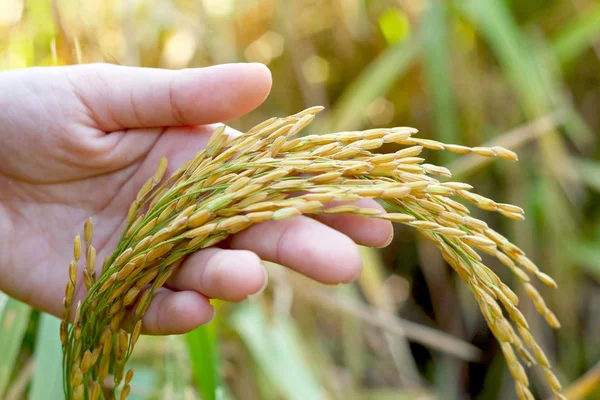 Campo de arroz dourado na mão — Fotografia de Stock