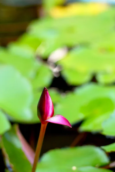 Roze lotusbloem in de natuur — Stockfoto