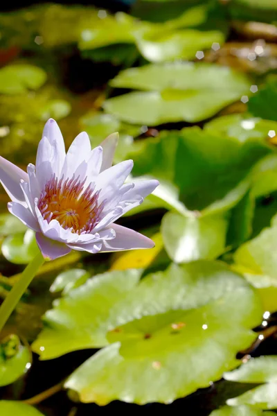 Paarse lotusbloem in de natuur — Stockfoto