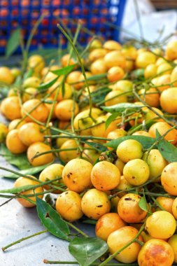 Close up marian plum fruit - asia fruit.