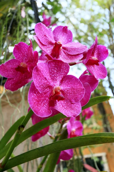 Primo piano di orchidea rosa — Foto Stock