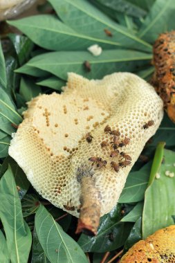 taze bal peteği de yakın çekim