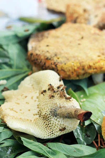 Taze bal peteği de yakın çekim — Stok fotoğraf