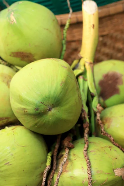 Kokos frukt — Stockfoto