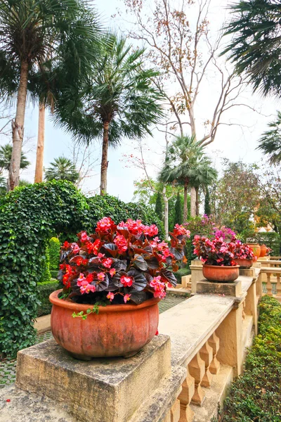 Fleurs rouges dans le jardin — Photo