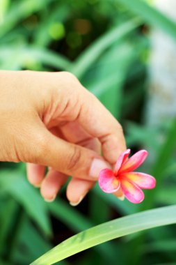 kolları kırmızı frangipani çiçek