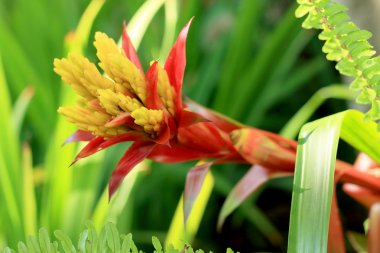 Doğada Bromeliad çiçekleri