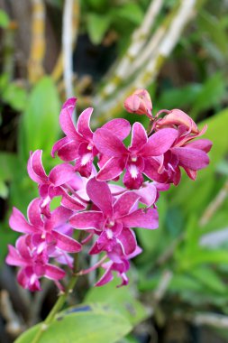 doğada pembe orkide