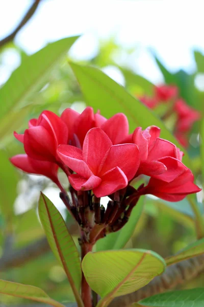 Flor de frangipani vermelho na árvore — Fotografia de Stock