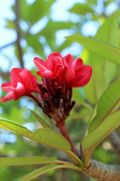 Ağaç üzerinde kırmızı frangipani çiçek — Stok fotoğraf