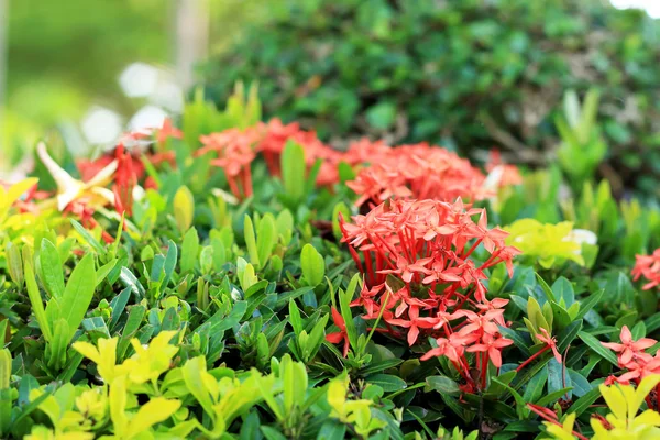 Röd ixora blomma i naturen — Stockfoto