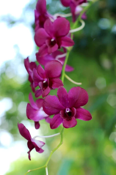 Pink orchids in nature — Stock Photo, Image