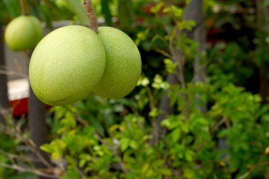 doğada alstonia scholaris